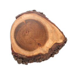 Oak Wood